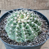 D5736 GYMNOCALYCIUM VATTERI pot14-H6,5-W10 cm MaMa Cactus Green Plant