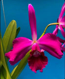 Laelia purpurata rubra X Mcp wendlandii Orchid Purple Amber NBS 4Ó Pot Orchid Orchids
