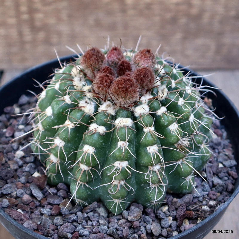 Green cactus in pot with white spines and fuzzy brown crown on gravel