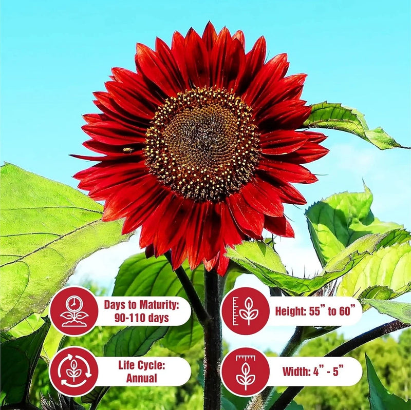 Red Vibrant Sunflower Seeds for Planting-  Velvet Queen, Heirloom, Non GMO Garden Plants