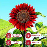 Red Vibrant Sunflower Seeds for Planting-  Velvet Queen, Heirloom, Non GMO Garden Plants