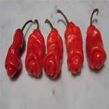 25 + seeds Peter Pecker hot pepper garden planting spicy food Garden Plants
