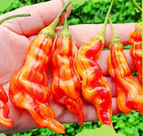 25+ Seeds Sugar Rush  Pepper easy grow planting garden spice large food Garden Plants