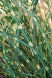 20+ ZEBRA GRASS Variegated Maiden Grass Miscanthus Sinensis Zebrinus Seeds Green Plant