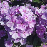 Garden Phlox, Tall Phlox Plant, Healthy Starter, Fragrant Flower Long-blooming Garden Plants