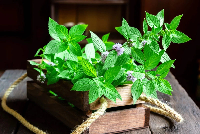 50 WHITE WOOD MINT Mentha Arvensis Wild Field Herb Flower Seeds Flowering Plants
