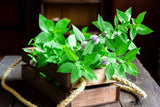 50 WHITE WOOD MINT Mentha Arvensis Wild Field Herb Flower Seeds Flowering Plants