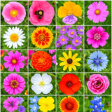 __2000+ SPRING WILDFLOWER SEEDS MIX | POLLINATOR HUMMINGBIRD | USA | FREE SHIP Garden Plants