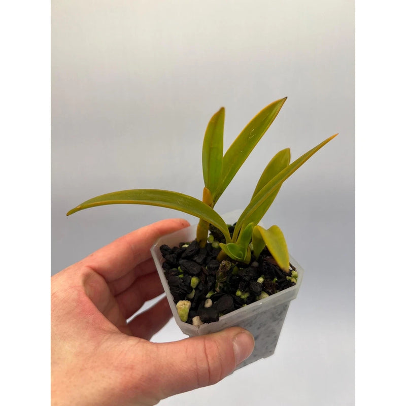 Small potted orchid plant with green leaves in a square gray pot