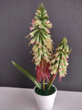 ARTIFICIAL Red hot poker plant (green) Green Plant