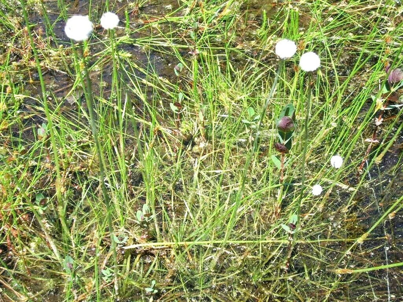 FLATTENED PIPEWORT SEEDS FOR FISH PONDS  ( Eriocaulon compressum  ) Flowering Plants