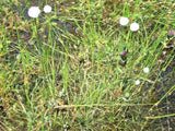 FLATTENED PIPEWORT SEEDS FOR FISH PONDS  ( Eriocaulon compressum  ) Flowering Plants