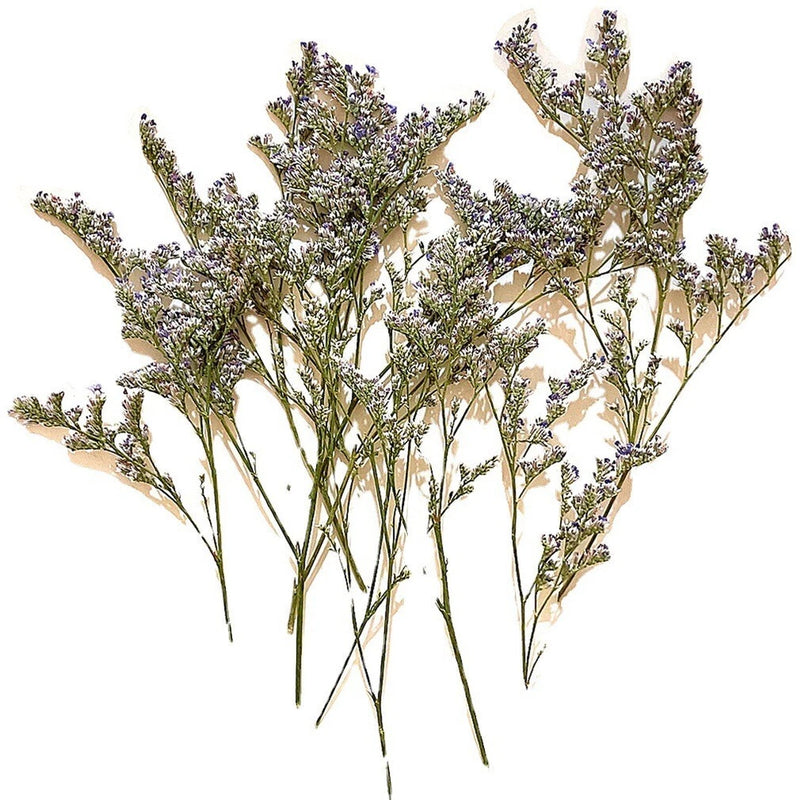 Pressed dried lover's grass flowers, 12 purple bloom stems for art and craft