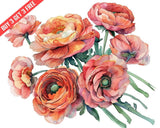 Ranunculus in a bouquet Watercolor 8x10 Print Ranunculus