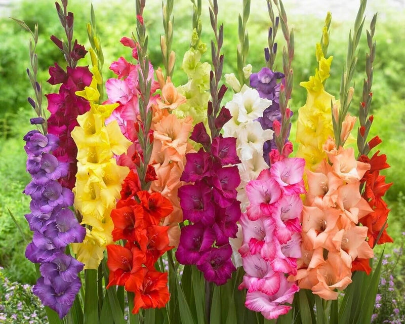 10 Gladiolus Bulbs, Mixed Colors - Sword Lily, Easy to Grow Perennial Garden Lily