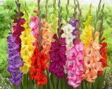 10 Gladiolus Bulbs, Mixed Colors - Sword Lily, Easy to Grow Perennial Garden Lily