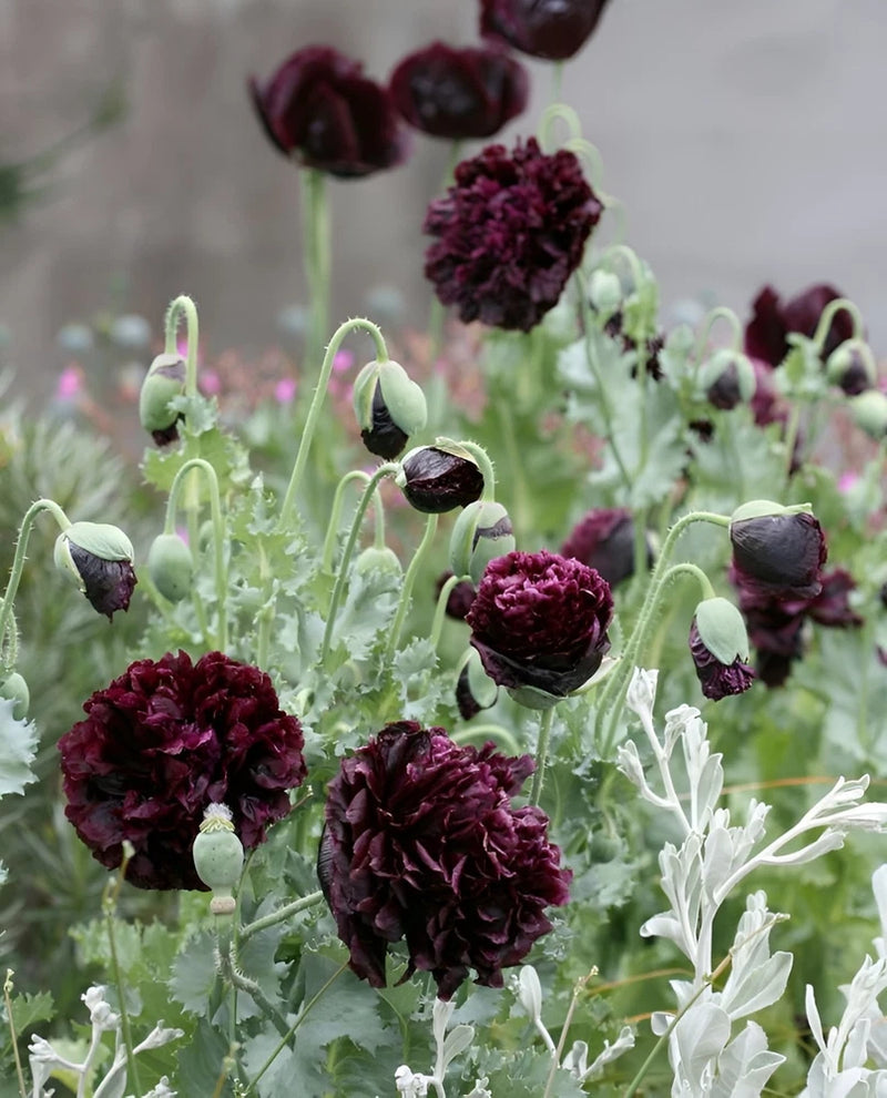 1,000 Double Black Paeony Poppy Seeds - P. Somniferum - Almost Black Blooms! Peony
