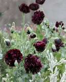1,000 Double Black Paeony Poppy Seeds - P. Somniferum - Almost Black Blooms! Peony