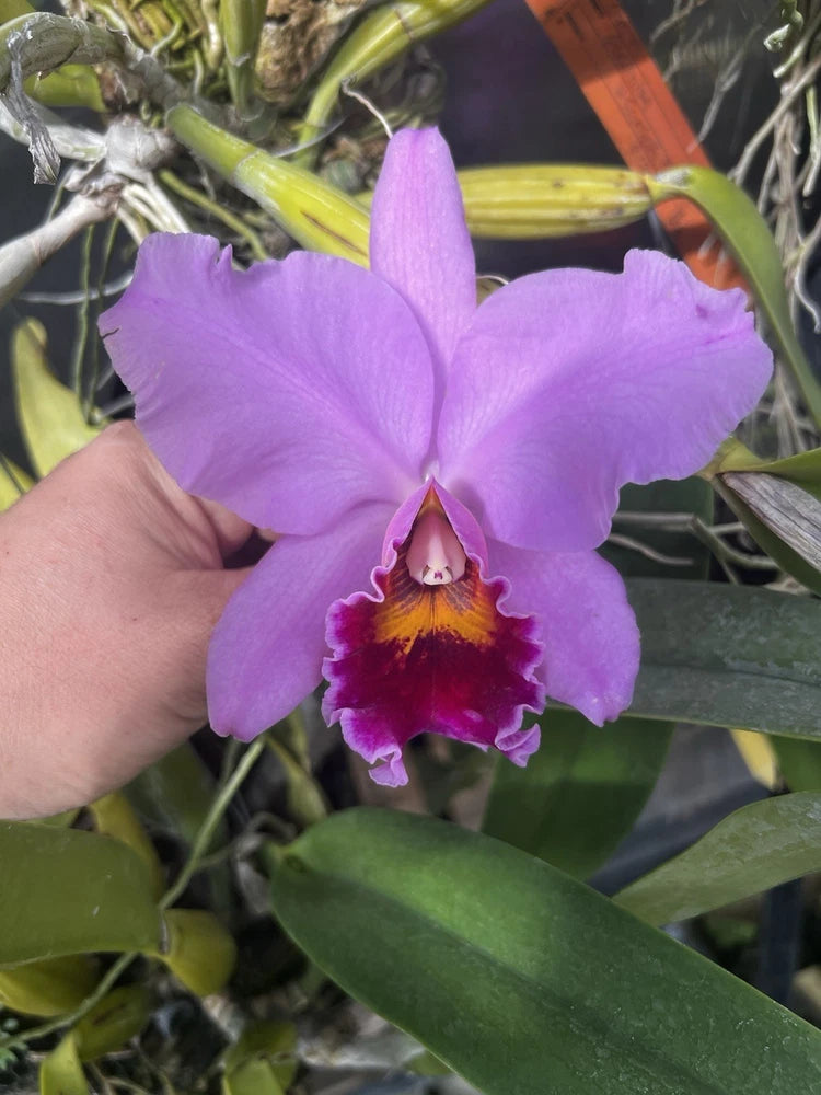 Purple Cattleya orchid bloom with magenta-red center lip