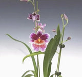 Oncidium Orchid live plant "Martin Orenstein 'Lulu'-Seedling plug Miltoniopsis Orchids