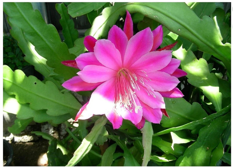 Pink orchid cactus flower with long stamens on green succulent stems