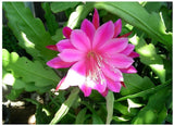 Pink EPIPHYLLUM Orchid Cactus Queen of the Night Oxypetalum Cereus LIVE Plant,california_sky_spectrum  99.6% positive (1.8K) Orchids