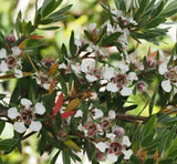 Leptospermum grandiflorum, Autumn Tea Tree - 50 Sementes Flowering Plants