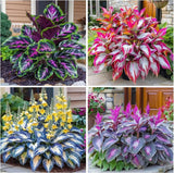 __ 20+ HOSTA SEEDS Ð PERENNIAL OUTDOOR SHADE GARDEN PLANTING SEEDS Ð ORNAMENTAL Garden Plants
