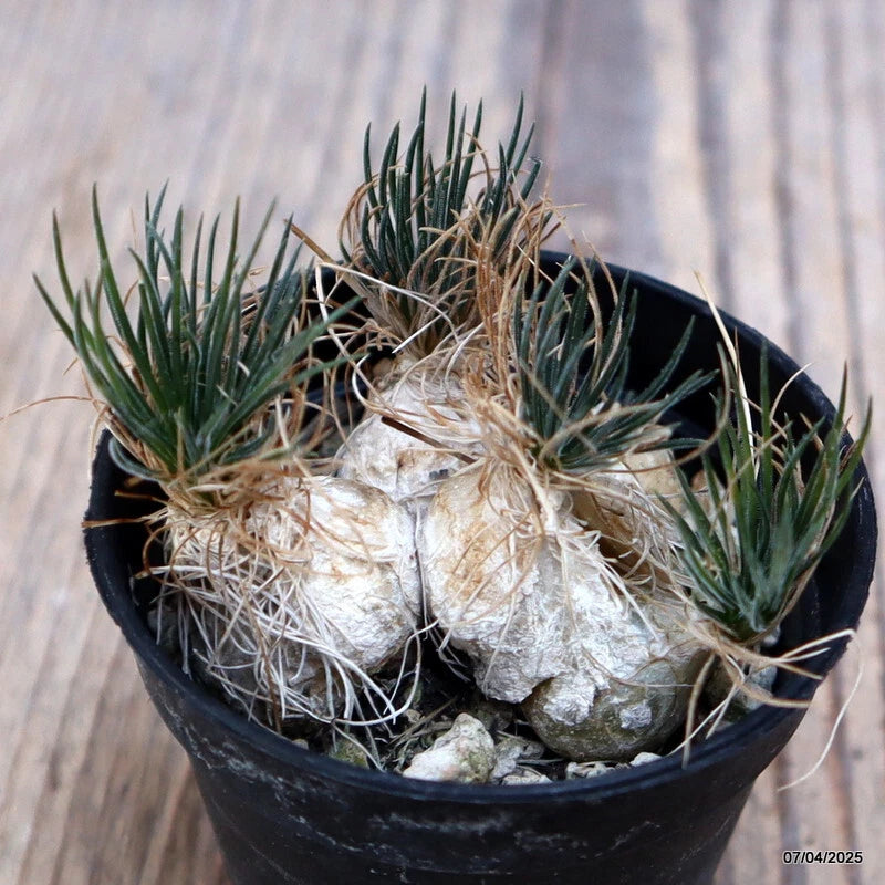 Potted Ornithogalum plant in black pot with spiky green leaves and pale bulb base