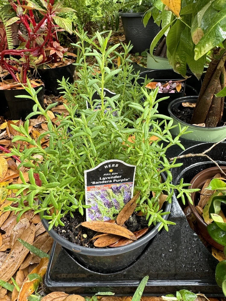 Lavender plant in round black pot with small purple flower label tag