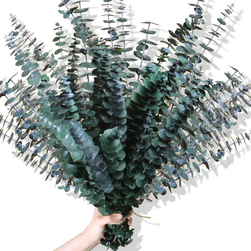 30Pcs Dried Eucalyptus Stems, 17" Real Preserved Eucalyptus Plant for Shower,... Dried Flower