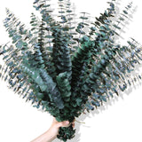 30Pcs Dried Eucalyptus Stems, 17" Real Preserved Eucalyptus Plant for Shower,... Dried Flower