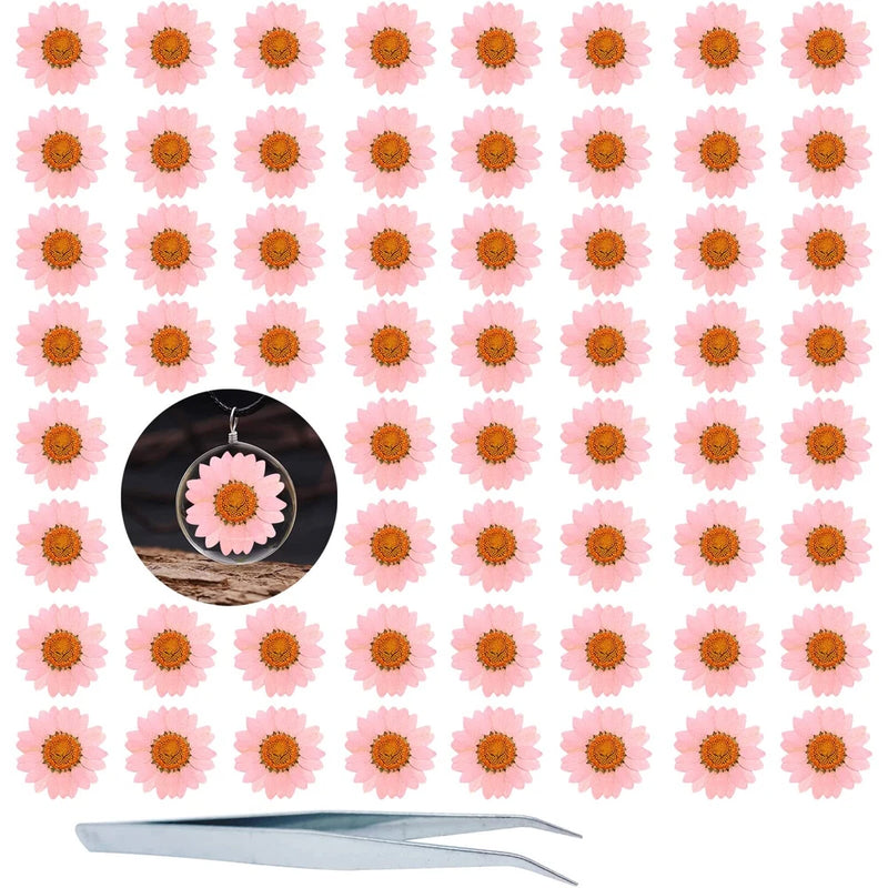 Dried Pressed Flowers 60PCS Pink Natural Real Pressed Dried Daisy Flowers Dry... Dried Flower
