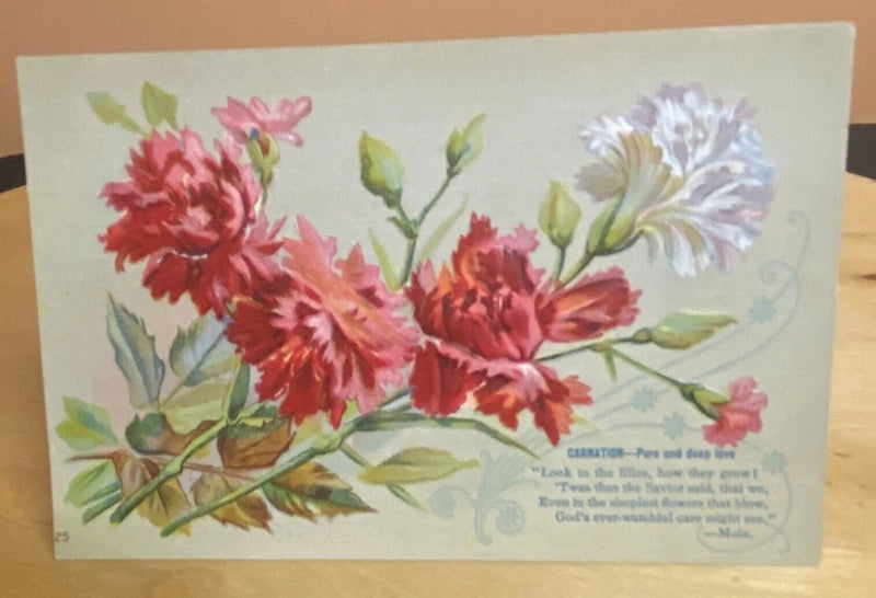 Postcard Carnation Flower Embossed Leaves Bulbs Several Languages Moie Poem Carnation