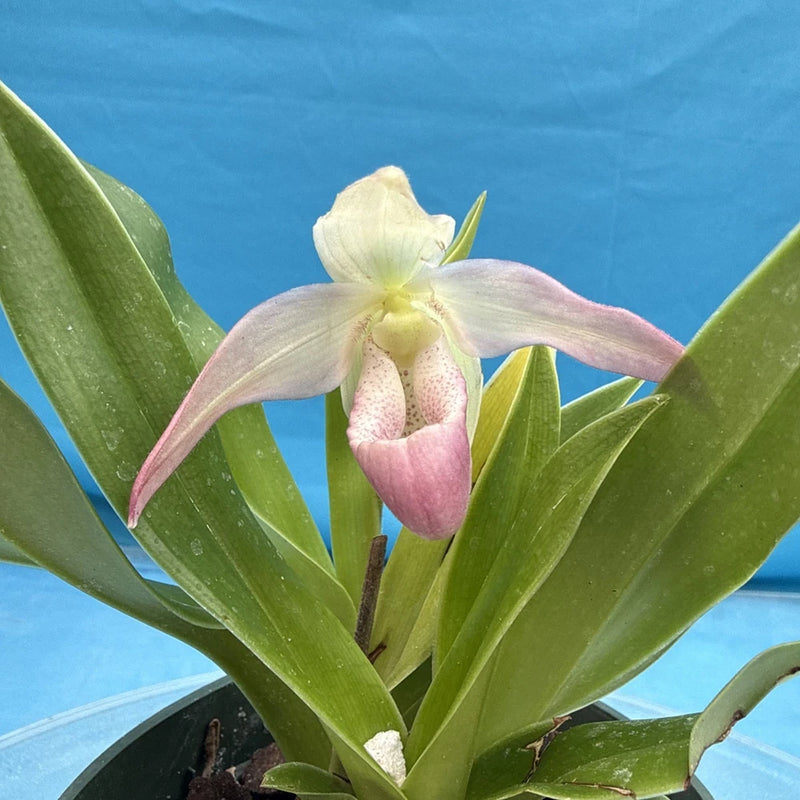 Pink-and-white orchid flower with green strap leaves in a pot.
