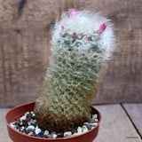 D2868 MAMMILLARIA BOCASANA pot10-H13-W6 cm MaMa Cactus Green Plant