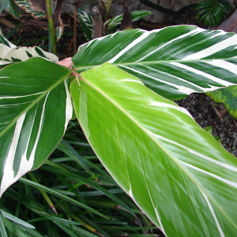 Variegated strap leaf ginger plant with long green leaves and white striping