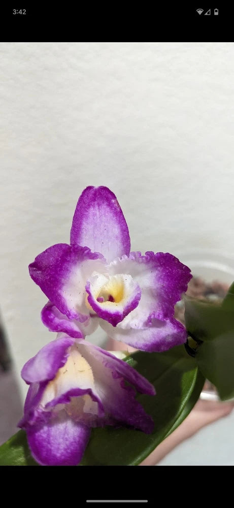 Purple and white orchid flower with open bloom on green leaves