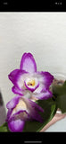 Dendrobium Gold diamond Exact Plant Not Currently Blooming UPDATE FEB 2026 Orchids