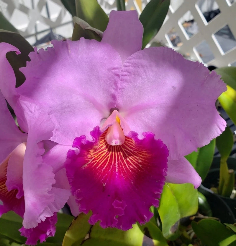 Purple and magenta ruffled orchid bloom with yellow-orange center and fringed petals