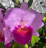 Purple and magenta ruffled orchid bloom with yellow-orange center and fringed petals