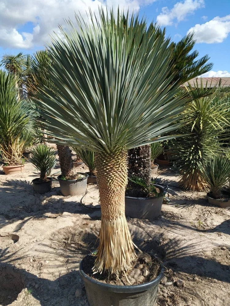 Silver yucca live plant in gray grower pot, spiky gray-green foliage
