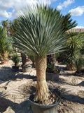 Silver Yucca - Live Plant in a 1 Gallon Growers Pot - Yucca Rostrata - Rare Orchids