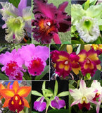 SALE - 3 Live Orchids (Cattleya+Oncidium+Dendrobium) + Easy Watering Pots Orchids