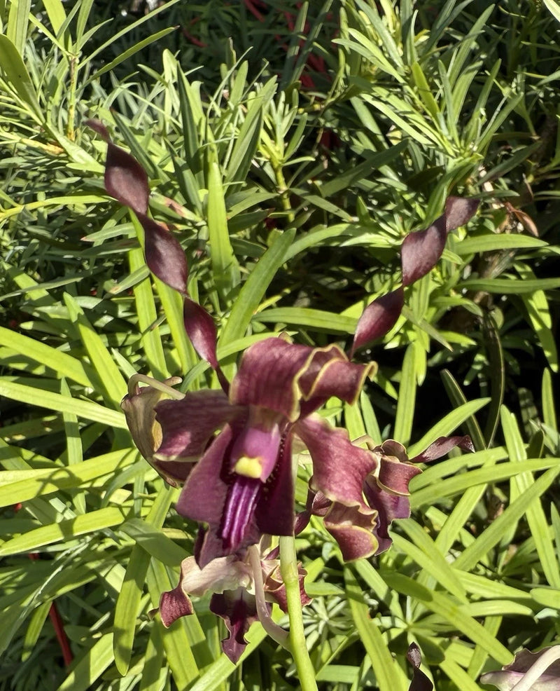 Orchid plant with maroon purple blooms and yellow centers among green leaves