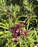 Dendrobium Big Ben Antelope Den. 4Ó Orchid Plant Orchids