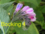Russian Comfrey Live Root Cuttings - Bocking 4 Cultivar Garden Plants