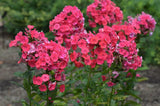 Garden Phlox Grenadine Dream 1 Root Garden Plants