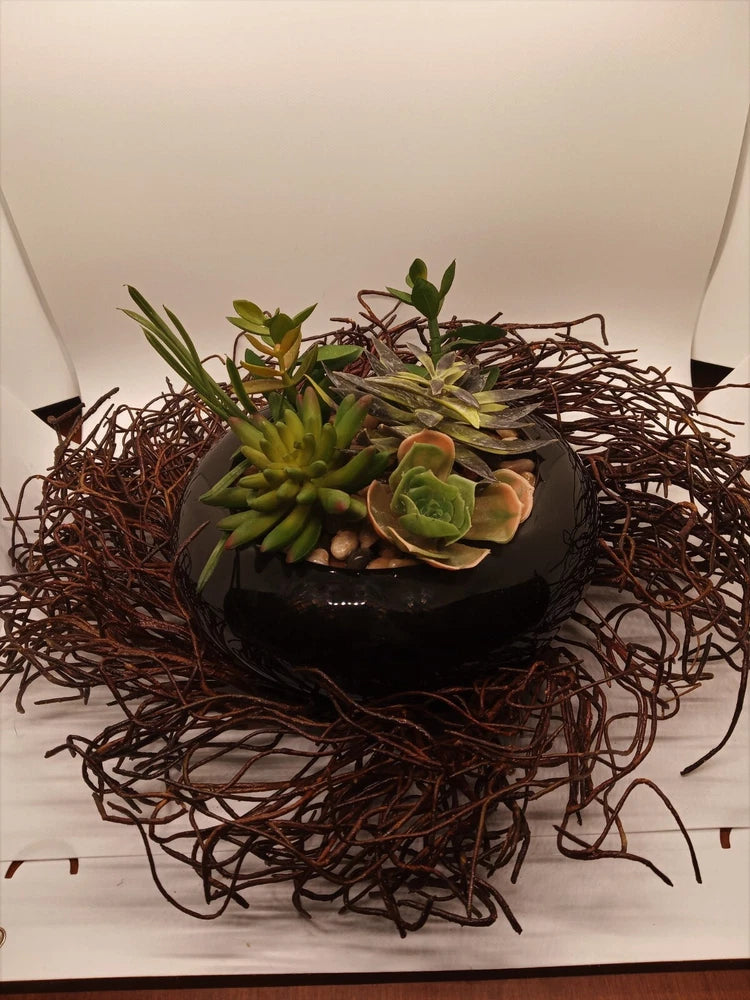 Artificial Succulent 9" Black High Gloss Ceramic Dish & 14" Twig Surface Wreath Green Plant