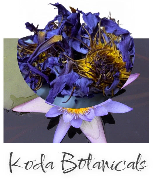 Dried blue lily whole flowers for tea with yellow centers